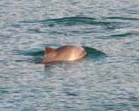 porpoises
