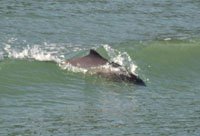 porpoises